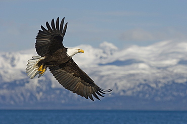 American Bald Eagle in flight near Homer, Alaska.