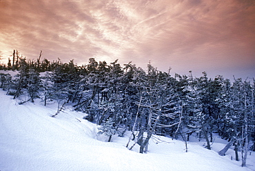 At the top of Sugarloaf Mountain fresh powder blanket the slopes and pine trees.