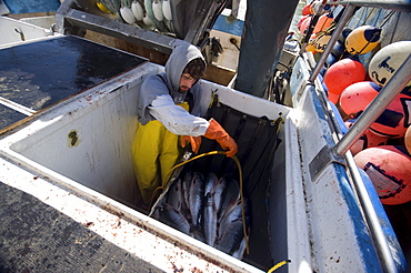 A fisherman prepares  bags full of sockeye salmon to be hauled on board the tender vessel.