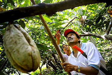 Workers pick cacao pods (Theobroma cacao) among lush, green trees and vegetation in Choroni, Venezuela.