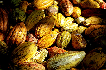 A pile of colorful Cacao (Theobroma cacao) pods in Choroni, Venezuela.