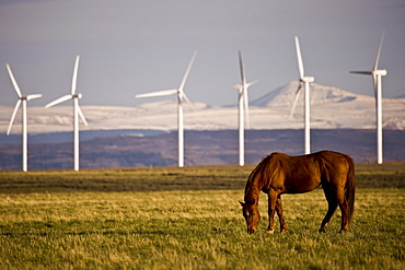 Horses grazing below wind turbines at a wind farm in Southern Wyoming.