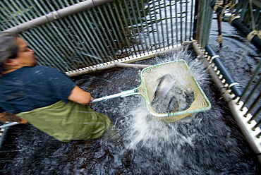Weir worker counting salmon caught in the weir, SE Alaska