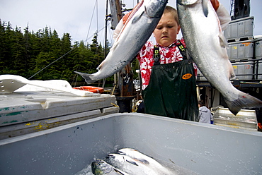 Packing coho on a troll tender off the coast of Alaska.