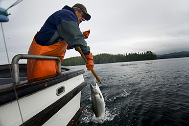 A Coho salmon is caught while trolling for salmon in Alaska