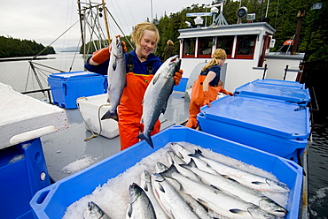 Freezer packing freshly caught coho salmon, Craig, Alaska