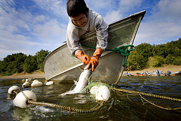 Picking a salmon net, Nushagak River Native Village of New Stuyahok, AK