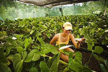 A girl inside a greenhouse looking at a flower in Chiapas, Mexico.