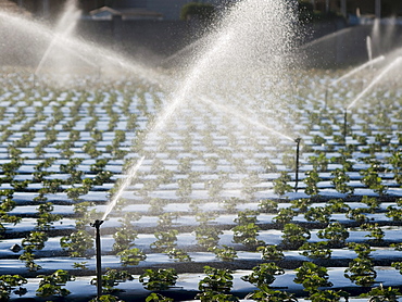 Winter produce grows under plastic and is watered by sprinklers in Santa Maria, California, United States