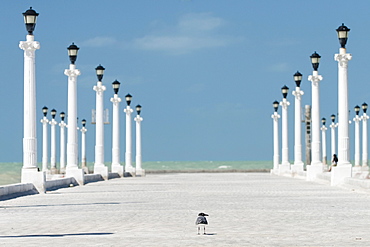 a bird at a dock in Sisal, Yucatan, Mexico