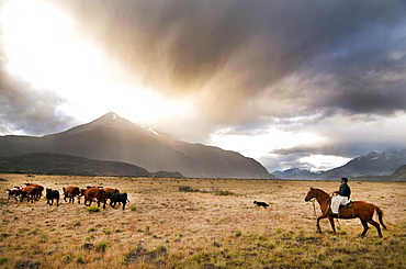 Patagonia Gaucho herding sheep on Estancia Chacabuco, Patagonia.