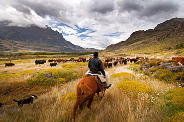 Patagonia Gaucho herding sheep on Estancia Chacabuco, Patagonia.