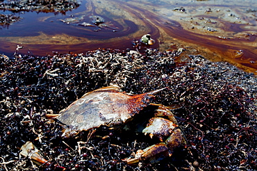 A dead blue crab amidst oil soaked beach and seaweed.