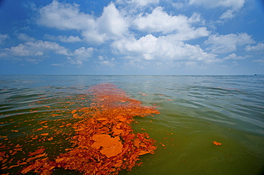 Near Grand Terre Island. Oil slicks on the surface are apparent everywhere.