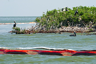 Oil booms surround the rookery of Queen Bess Island, a well known bird nesting sanctuary in Barataria Bay, now coated in heavy oil at the base of the mangroves.