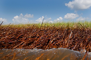 LA Dept. of Wildlife and Fisheries biologist Clint Edds monitoring oil slicked marsh grasses at the northeastern edge of Barataria Bay.