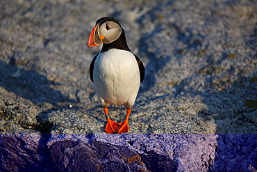 Atlantic Puffins, Fratercula arctica, the main attraction on Eastern Egg Rock Island, Maine.