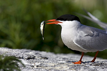 Common Tern, Sterna hirundo, on Eastern Egg Rock Island, Maine.