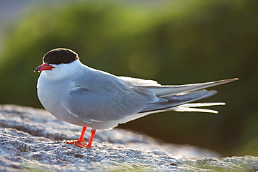 Common Tern, Sterna hirundo, on Eastern Egg Rock Island, Maine.