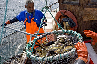 A small commercial boat fishes for cod near Qaqortoq, Greenland.