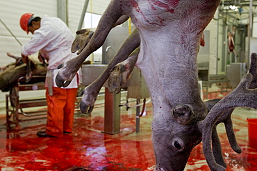 Slaughter House at a Reindeer farm at Isortoq, Greenland.