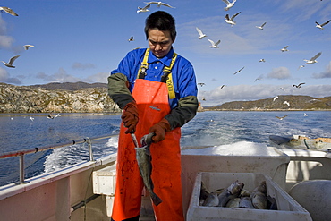 Local cod fishermen in Qaqortoq, Greenland.