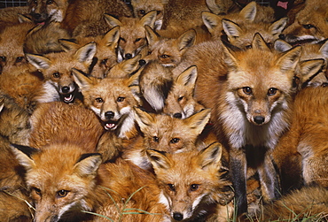 Foxes trapped in Ohio and driven to South Carolina, sold illegally for hunting.