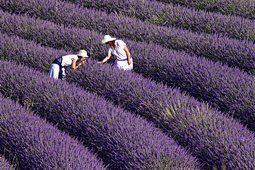 Lavender fields. Guadalajara, Spain.