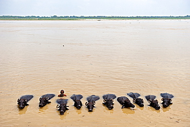 A man with buffaloes in Ganges, Varanasi, India.