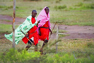 Masai tribesman walk and talk on Cellphone