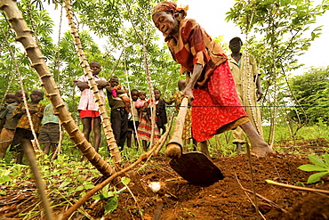 Old Kenyan Woman Works Field