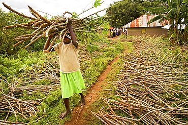 Woman Carries Cassava stems on head.