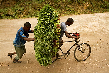 Cassava leaves brought to market by bicycle