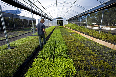 Worker at a large state-owned tree nursery near the city of Guarapuava, Parana state, Brazil.