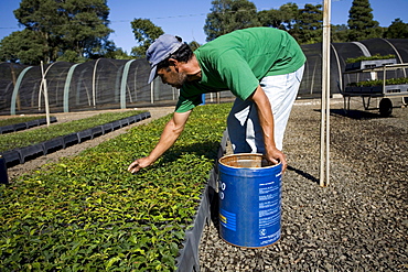 Worker at a large state-owned tree nursery near the city of Guarapuava, Parana state, Brazil.