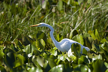 Egret among the islands of Ilha Grande National Park on the Parana River, Brazil.