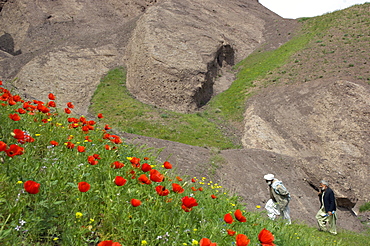 Haji Joma Khan, the head of Char Manar village in Gulran District, walks with a friend past a field of wild poppies,in the northwest part of Herat Province.