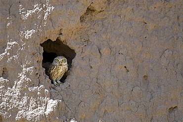 A Little owl (Athena noctua) peers from a hole in the mud wall of an old fort, in the town of Gurian, Herat Province