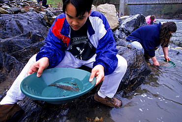 The Mother Lode Gold Hounds on a Sunday outing looking for gold on the north fork of the American River. Henry Gnecco, 12, has been panning for seven years and won 5th prize in a national contest.