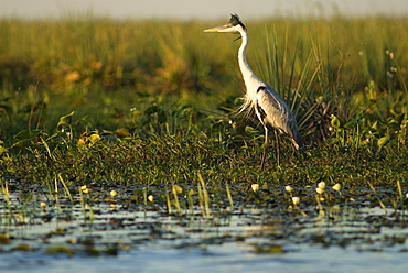 Laguna Ibera, Esteros del Ibera, Corrientes Province