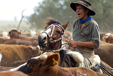 Gauchos work with cattle at Estancia Ibera, Esteros del Ibera, Corrientes Province, Argentina