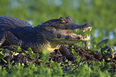 A Yacare Caiman (Caiman yacare) or "Yacar_ Negro" basks in the sun among vegetation on a the edge of a floating island in Laguna Ibera, Ibera Natural Reserve, near Colonia Carlos Pelligrini, Corrientes Province, Argentina