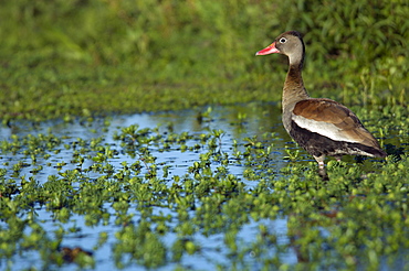 A Black-bellied whistling duck (Dendrocygna autumnalis) or "Sirir Vientre Negro", walks along the shallows on the edge of a floating island in Laguna Ibera, Ibera Natural Reserve, Esteros del Ibera, Corrientes Province, Argentina