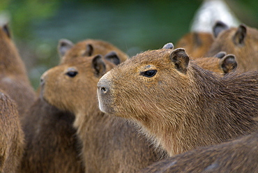 A group of baby Capybaras (hydrochaeris hydrochaeris) or "carpinchos", huddle together near a path at Estancia Rincon del Socorro, Esteros del Ibera, Corrientes Province, Argentina.  The estancia, once a working cattle ranch, is being converted into a nature preserve and is a haven for all kinds of birds and wildlife.