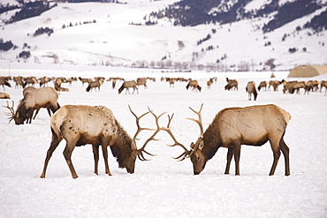 Two bull elk sparring on February 11, 2008 in the elk refuge near Jackson, Wyoming.