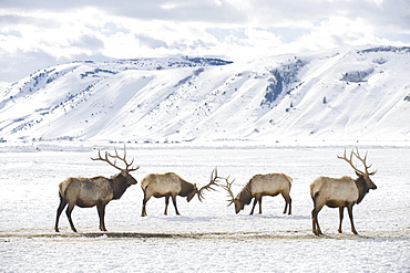 Two bull elk sparring on February 11, 2008 in the elk refuge near Jackson, Wyoming.