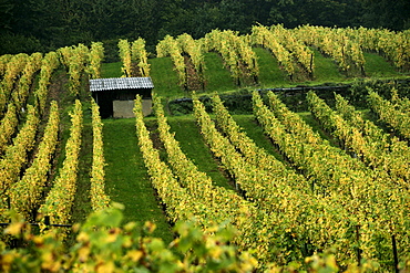 A late September storm in the vineyards surrounding Kaysersberg, Alsace, France.