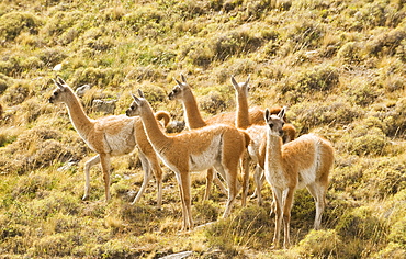 A herd of guanacos walking near the Rio Paine on March 1, 2008 in Las Torres Del Paine National Park, Chile.