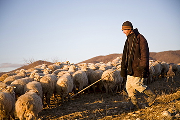 Manavi, Georgia - January, 2008: Shepherd and his flock of sheep near the town of Manavi in the Kakheti region of Georgia.