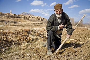 Kharanaq, Iran - February, 2008: Senior man  harvesting a crop of carrots outside the historical ancient city of Kharanaq which lies in a dramatic valley where rugged mountains, desert and farmland  all come together.